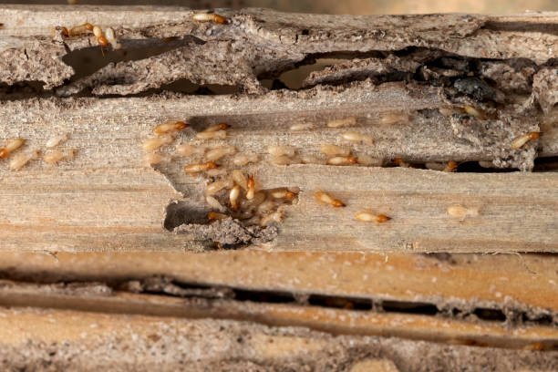 Professional Pest Control in Palm Harbor, FL