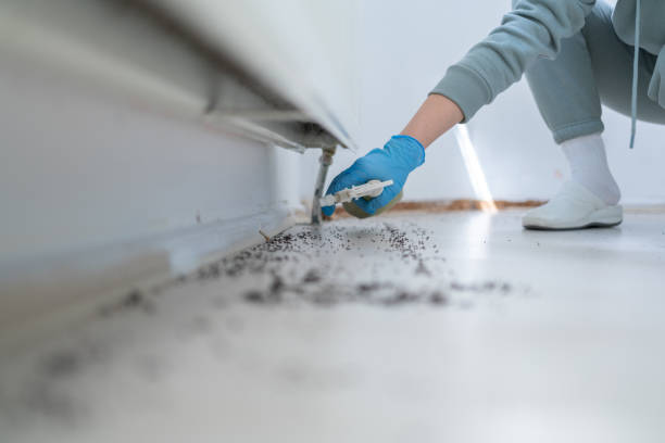 Best Pest Control for Homes  in Palm Harbor, FL